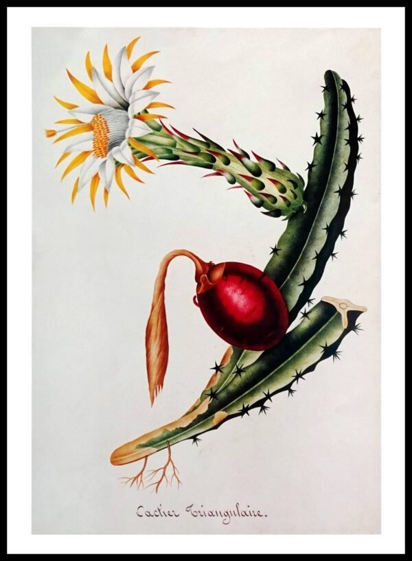 PTR RT02 Cactier Triangulaire (Antique Prints)